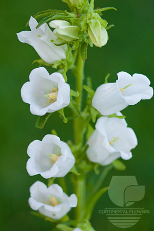 Waxflower